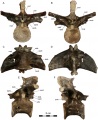 Dahalokely tokana, vertèbre dorsale (D?8) en vues antérieure (A), postérieure (B), ventrale (C), dorsale (D), latérale gauche (E) et latérale droite (F). D’après Farke et Sertich, 2013.