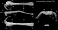 Pneumatoraptor fodori MTM V 2008.38.1. (Holotype), scapulocoracoïde gauche en vues latérale (A), ventrale (B), médiale (C) et antérieure (A). Abbréviation : ac, processus de l’acromion ; cf, foramen du coracoïde; ct, tubercule du coracoïde ; gl, glénoïde ; pf, foramen pneumatique ; sc, scapula ; spc, processus sternal du coracoïde ; suf, fosse subglénoïde.