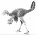 Reconstitution de Caudipteryx zoui.