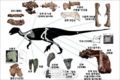 Koreanosaurus boseongensis, silhouette de l’animal avec en blanc les ossements connus et photos des éléments correspondants. Source