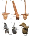 En haut, vertèbre dorsale postérieure en vue antérieure (A), latérale droite (B) et postérieure (C) provenant de Fox-Amphoux. En bas, vertèbres dorsales postérieure en vues latérale droite (D et F) et postérieure (E) provenant de Campagne-sur-Aude. D’après Chanthasit, 2010.