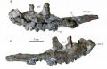 Maxillaire droit en vue latérale (A) et médiale (B). Ce spécimen de Quarante représente probablement R. septimanicus. D’après Chanthasit, 2010.