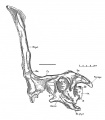 Tsintaosaurus spinorhinus, arrière crâne (holotype) en vues latérale gauche.