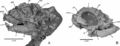 Deux autres crânes d’Haya griva : IGM 100/2014 en vue latérale gauche (A) et IGM 100/2016 en vue latérale droite (B). D’après Mackovicky et al., 2011.