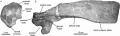 Latirhinus uitstlani IGM 6583 (Holotype), coracoïde gauche et scapula gauche en vue latérale. D’après Prieto-Márquez et Serrano-Brañas, 2012.