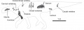 Diagramme montrant les éléments connus (en 2006) du squelette de Pararhabdodon isonensis. La scapula a été oubliée. D’après Prieto-Márquez et al., 2006.