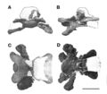 Puertasaurus reuili, vertèbre cervicale C9 en vue antérieure (A), latérale (B), dorsale (C) et ventrale (D). D’après Novas et al., 2005.