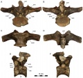 Dahalokely tokana, vertèbre dorsale (D?2) en vues antérieure (A), postérieure (B), ventrale (C), dorsale (D), latérale gauche (E) et latérale droite (F). D’après Farke et Sertich, 2013.