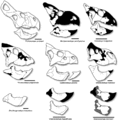 Illustrations présentant les Leptoceratopsidae et quelques autres cératopsiens basaux. Les éléments manquants sont représentés en noir et en gris. D’après Ryan et al., 2012.