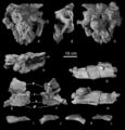 Os crâniens de Turiasaurus riodevensis (CPT-1211), boîte crânienne en vues antérieure (A), latérale (B), postérieure (C) et dorsale (D) ; une partie du toit crânien incluant des fragments du nasal, le préfrontal droit complet, et une partie du frontal et du pariétal, le tout en vues dorsale (E) et ventrale (F) ; portion postérieure de la mandibule gauche en vues latérale (G) et médiale (H) ; préfrontal gauche en vues dorsales (I), postérieure (J), antérieure (K) et ventrale (L). D’après Royo-Torres et Upchurch, 2012.