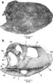 Skorpiovenator bustingorryi, crâne en vue latérale droite. Modifié d’après Canale et al., 2008.