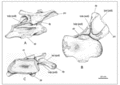 Mendozasaurus neguyelap, (IANIGLA-PV 076/3) vertèbre cervicale postérieure incomplète en vue latérale (A), ventrale (B) et postérieure (C). D’après González Riga, B.J., 2005.